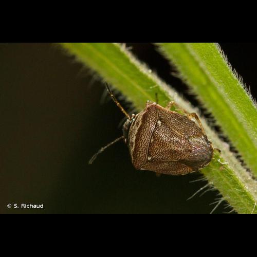 <i>Stagonomus bipunctatus</i> (Linnaeus, 1758) © S. Richaud