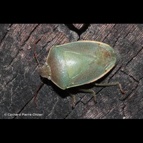 <i>Acrosternum heegeri</i> Fieber, 1861 © Cochard Pierre-Olivier