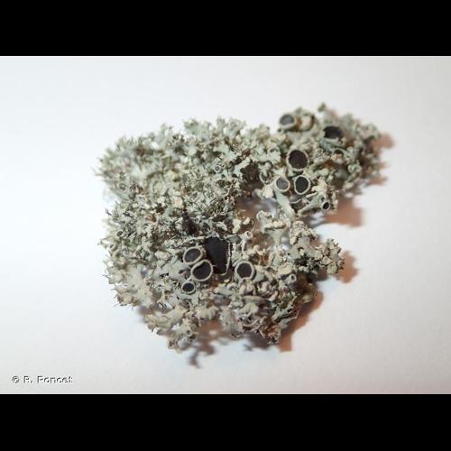<i>Physcia tenella</i> (Scop.) DC., 1805 © R. Poncet