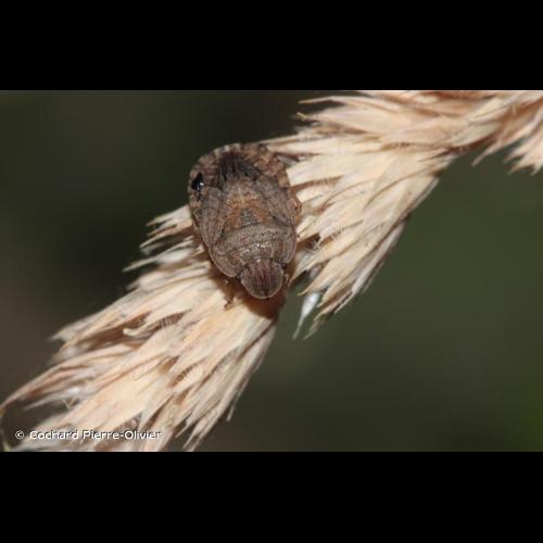 <i>Sciocoris microphthalmus</i> Flor, 1860 © Cochard Pierre-Olivier