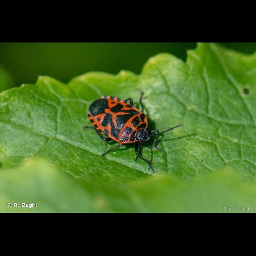 <i>Eurydema ventralis</i> Kolenati, 1846 &copy; R. Baghi