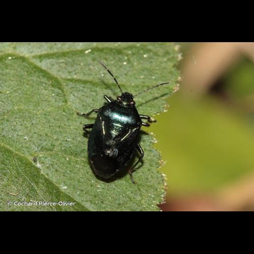 <i>Zicrona caerulea</i> (Linnaeus, 1758) © Cochard Pierre-Olivier