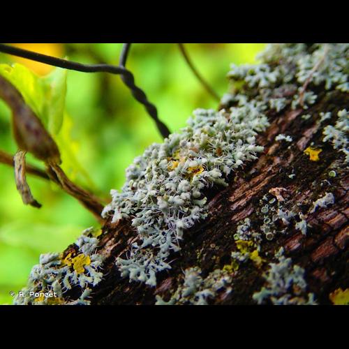 <i>Physcia adscendens</i> H.Olivier, 1882 &copy; R. Poncet