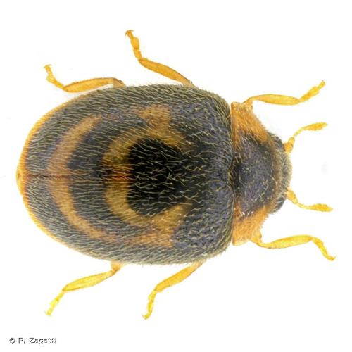 <i>Clitostethus arcuatus</i> (Rossi, 1794) &copy; P. Zagatti