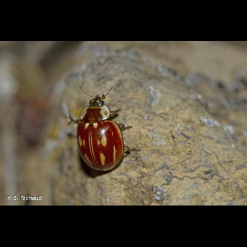 <i>Myzia oblongoguttata</i> (Linnaeus, 1758) © S. Richaud