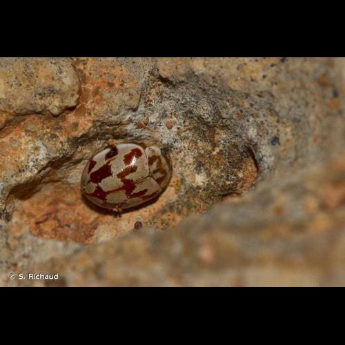 <i>Myrrha octodecimguttata</i> (Linnaeus, 1758) © S. Richaud