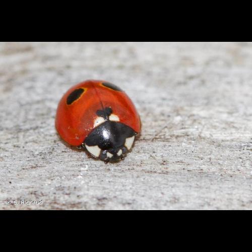 <i>Coccinella quinquepunctata</i> Linnaeus, 1758 © S. Richaud
