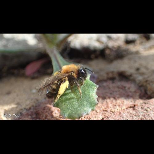 <i>Andrena bicolor</i> Fabricius, 1775 © D. Top