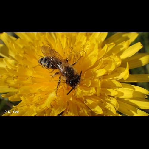 <i>Andrena flavipes</i> Panzer, 1799 &copy; D. Top