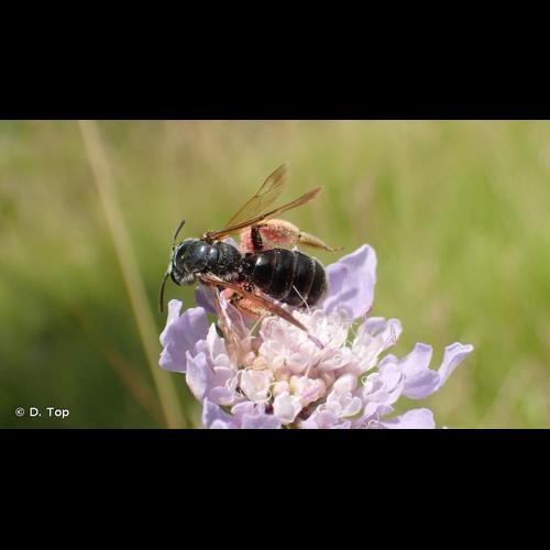 <i>Andrena hattorfiana</i> (Fabricius, 1775) © D. Top