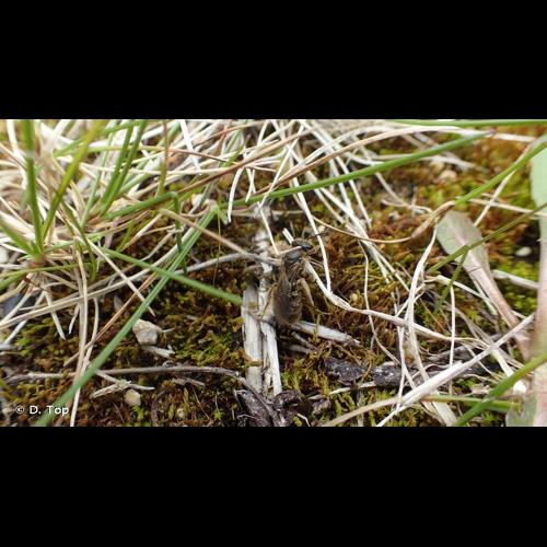 <i>Andrena minutula</i> (Kirby, 1802) © D. Top