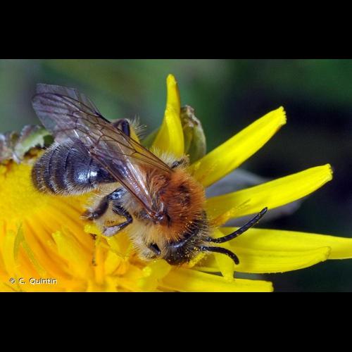 <i>Andrena nitida</i> (Müller, 1776) &copy; C. Quintin