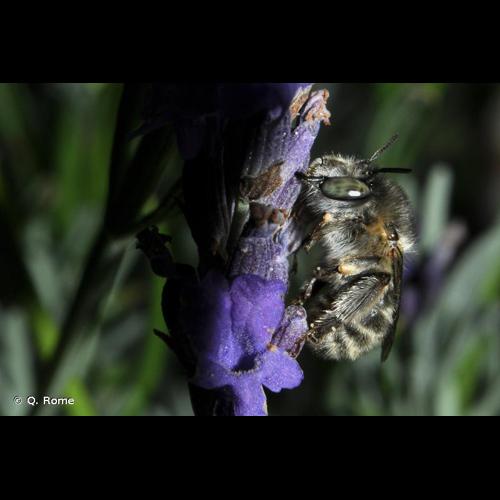 <i>Anthophora quadrimaculata</i> (Panzer, 1798) © Q. Rome