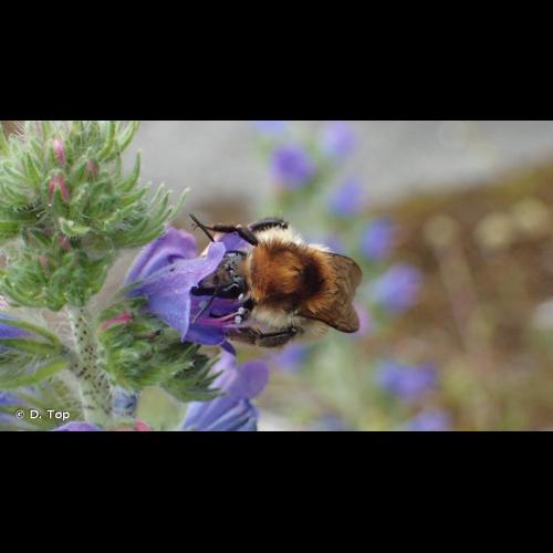 <i>Bombus humilis</i> Illiger, 1806 © D. Top