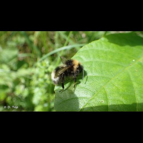 <i>Bombus sylvestris</i> (Lepeletier, 1833) © D. Top