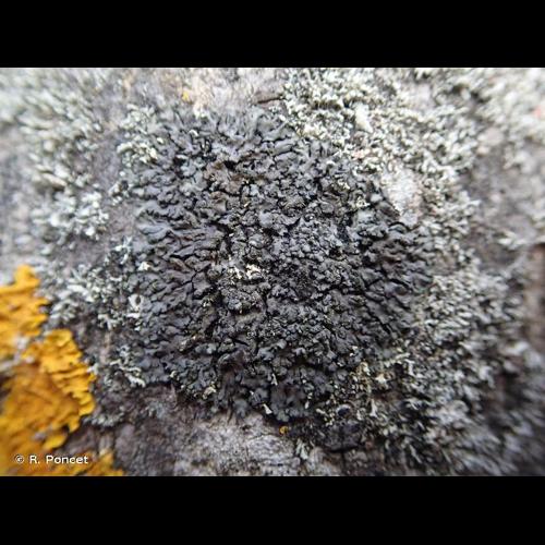 <i>Phaeophyscia orbicularis</i> (Neck.) Moberg, 1977 &copy; R. Poncet