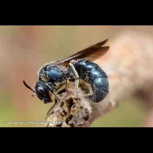 <i>Ceratina chalcites</i> Germar, 1839 © Q. Rome / LPR Corse 2020, MNHN, OFB, CdC
