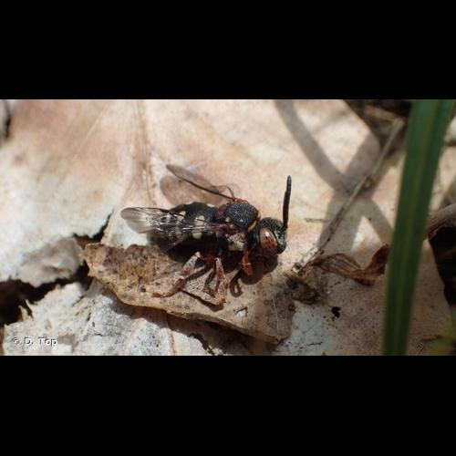 <i>Epeolus variegatus</i> (Linnaeus, 1758) © D. Top