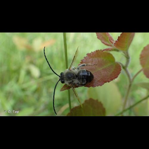 <i>Eucera nigrescens</i> Pérez, 1880 © D. Top