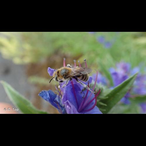 <i>Hoplitis adunca</i> (Panzer, 1798) &copy; D. Top