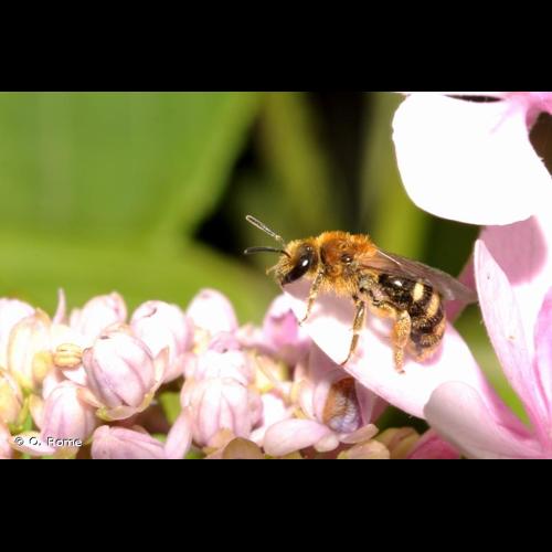 <i>Lasioglossum laevigatum</i> (Kirby, 1802) &copy; Q. Rome