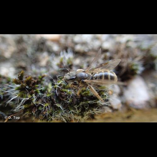 <i>Lasioglossum malachurum</i> (Kirby, 1802) © D. Top