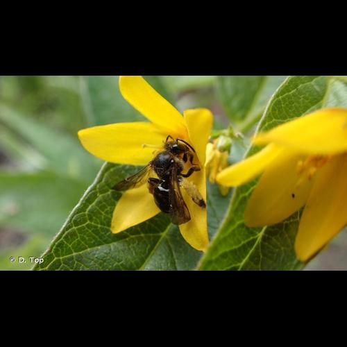 <i>Macropis europaea</i> Warncke, 1973 © D. Top