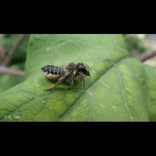 <i>Megachile ligniseca</i> (Kirby, 1802) © D. Top