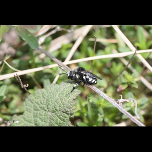 <i>Melecta luctuosa</i> (Scopoli, 1770) &copy; D. Top