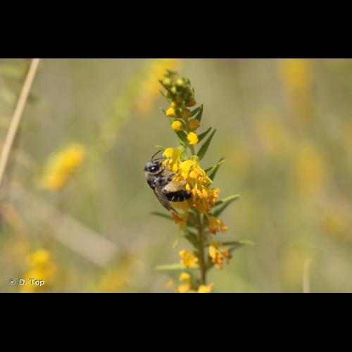 <i>Melitta tricincta</i> Kirby, 1802 &copy; D. Top