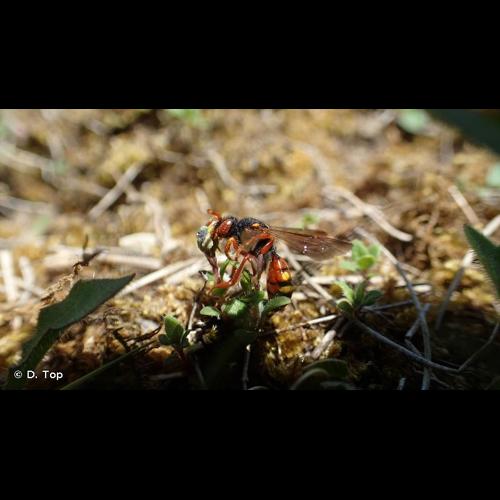 <i>Nomada bifasciata</i> Olivier, 1811 © D. Top