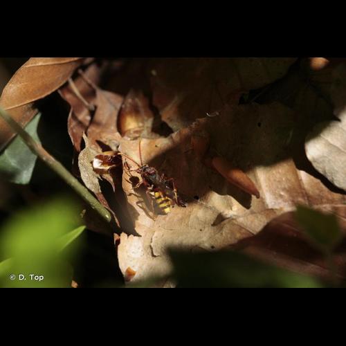 <i>Nomada flava</i> Panzer, 1797 © D. Top