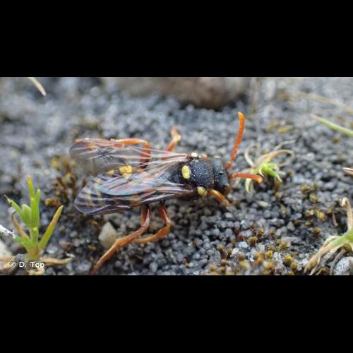 <i>Nomada fucata</i> Panzer, 1798 © D. Top