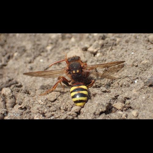 <i>Nomada lathburiana</i> (Kirby, 1802) &copy; D. Top