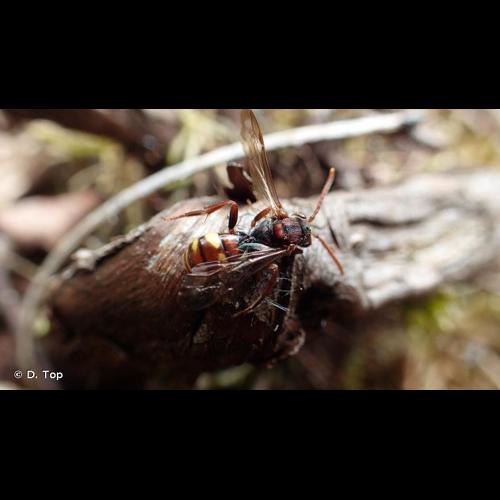 <i>Nomada panzeri</i> Lepeletier, 1841 © D. Top