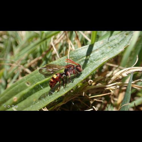 <i>Nomada ruficornis</i> (Linnaeus, 1758) © D. Top