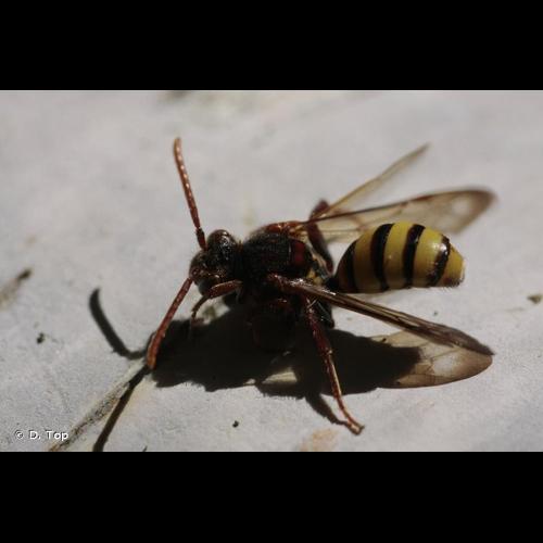 <i>Nomada signata</i> Jurine, 1807 © D. Top