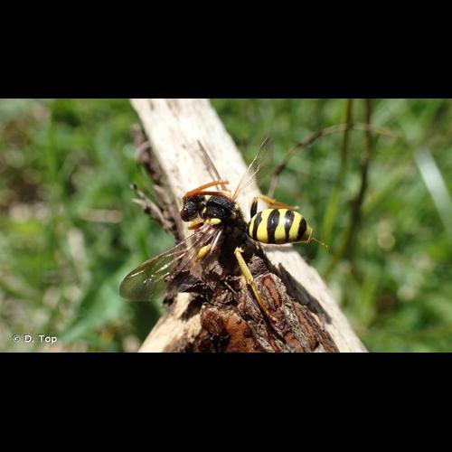 <i>Nomada succincta</i> Panzer, 1798 &copy; D. Top