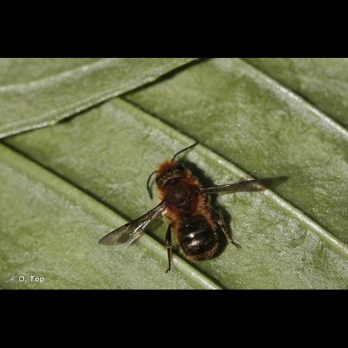 <i>Osmia niveata</i> (Fabricius, 1804) © D. Top