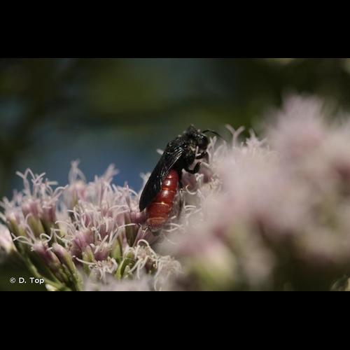<i>Sphecodes albilabris</i> (Fabricius, 1793) &copy; D. Top