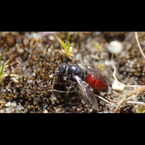 <i>Sphecodes ephippius</i> (Linnaeus, 1767) © D. Top