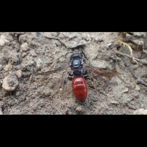 <i>Sphecodes monilicornis</i> (Kirby, 1802) © D. Top