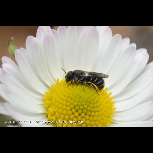 <i>Stelis breviuscula</i> (Nylander, 1848) © Q. Rome / LPR Corse 2020, MNHN, OFB, CdC