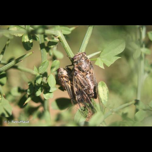 <i>Cicadatra atra</i> (Olivier, 1790) © J. Rebuffaud
