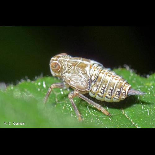 <i>Issus coleoptratus</i> (Fabricius, 1781) © C. Quintin