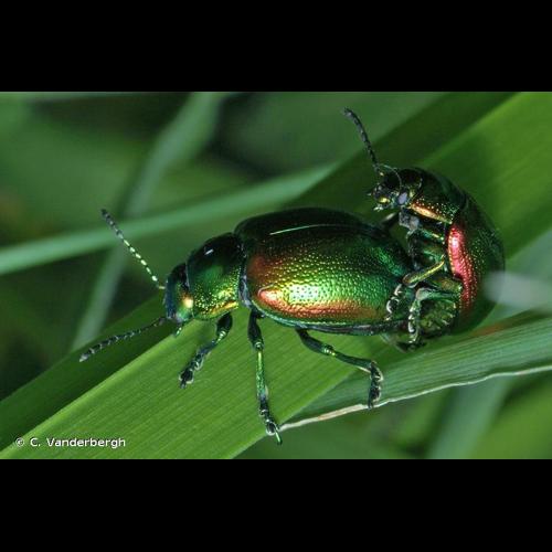 <i>Chrysolina graminis</i> (Linnaeus, 1758) © C. Vanderbergh