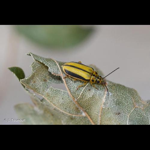 <i>Xanthogaleruca luteola</i> (Müller, 1766) © J. Touroult