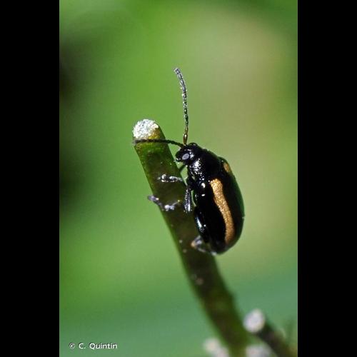 <i>Phyllotreta nemorum</i> (Linnaeus, 1758) © C. Quintin