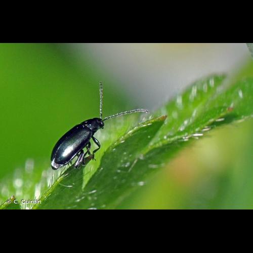 <i>Phyllotreta nigripes</i> (Fabricius, 1775) © C. Quintin