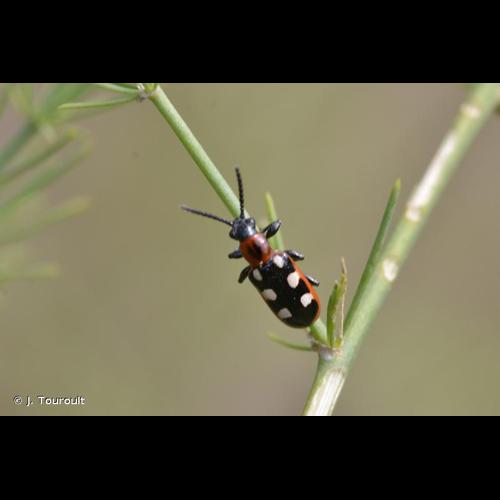 <i>Crioceris asparagi</i> (Linnaeus, 1758) © J. Touroult